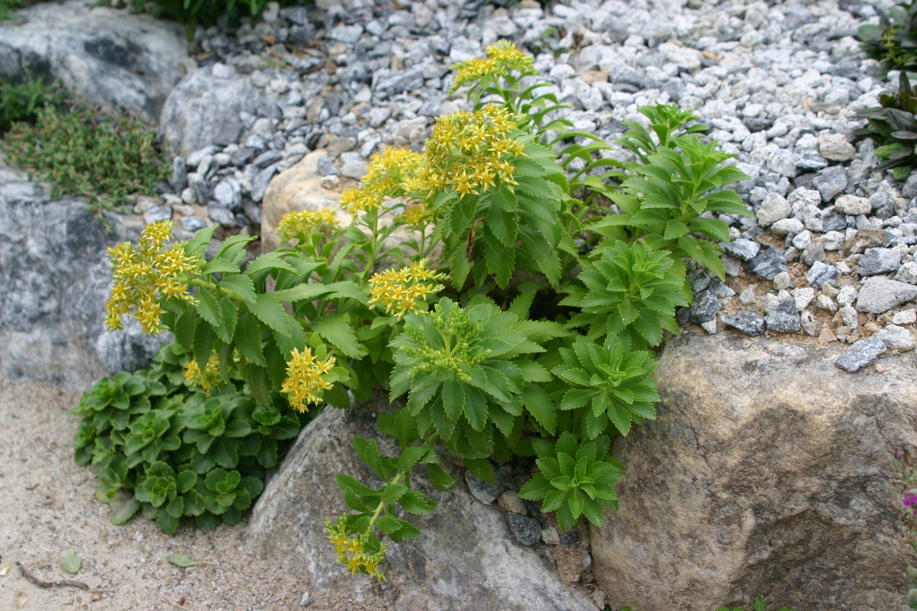 Sedum takesimense